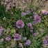 Allium schoenoprasum 'montanum' -- Schnittlauch